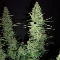 Nirvana  Cannabis  Seeds  Hawaii  Maui  Waui  Auto