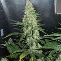 Nirvana  Cannabis  Seeds  Hawaii  Maui  Waui