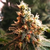 Nirvana  Cannabis  Seeds  Jock  Horror  Auto