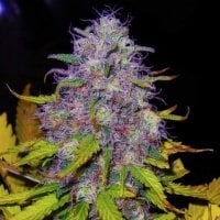Nirvana  Cannabis  Seeds  Jock  Horror
