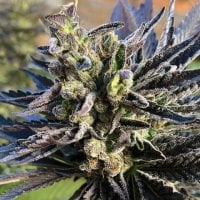 Nirvana  Cannabis  Seeds  K 2