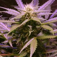 Nirvana  Cannabis  Seeds  Lemon  Og  Haze
