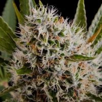 Nirvana  Cannabis  Seeds  Lithium  Og  Kush  Auto