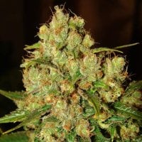 Nirvana  Cannabis  Seeds  Master  Kush  Auto