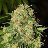 Nirvana  Cannabis  Seeds  Master  Kush