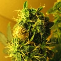 Nirvana  Cannabis  Seeds  Northern  Lights  Auto