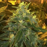 Nirvana  Cannabis  Seeds  Northern  Lights