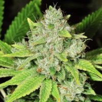 Nirvana  Cannabis  Seeds  Original  Glue  Auto