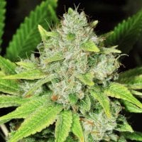 Nirvana  Cannabis  Seeds  Original  Glue