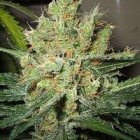 Nirvana  Cannabis  Seeds  Pure  Power  Plant  Ppp