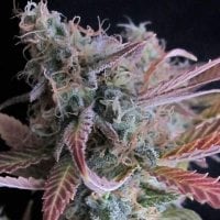 Nirvana  Cannabis  Seeds  Raspberry  Cough  Auto
