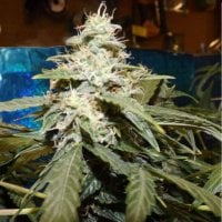 Nirvana  Cannabis  Seeds  Short  Rider