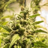 Nirvana  Cannabis  Seeds  Somango  Xxl