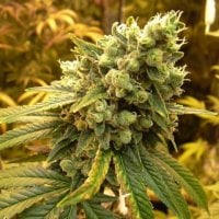 Nirvana  Cannabis  Seeds  Sour  Diesel