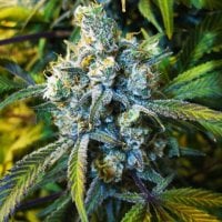 Nirvana  Cannabis  Seeds  Super  Silver  Haze