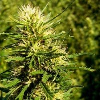 Nirvana  Cannabis  Seeds  Super  Skunk  Auto