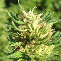 Nirvana  Cannabis  Seeds  Super  Skunk