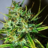 Nirvana  Cannabis  Seeds  Top 44