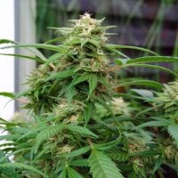 Nirvana  Cannabis  Seeds  White  Rhino