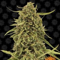 Nirvana  Cannabis  Seeds  White  Widow