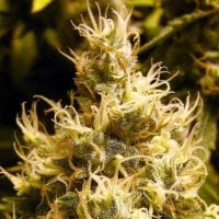 Nirvana  Cannabis  Seeds  Wonder  Woman  Auto