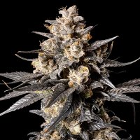 Oo  Cannabis  Seeds  Apple  Bananas