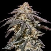 Oo  Cannabis  Seeds  Auto  Apple  Bananas
