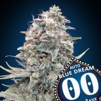 Oo  Cannabis  Seeds  Auto  Blue  Dream