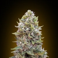 Oo  Cannabis  Seeds  Auto  Cheese  Berry