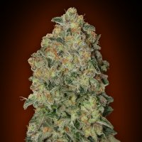 Oo  Cannabis  Seeds  Auto  Chocolate  Skunk