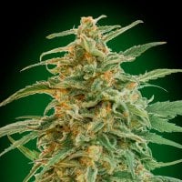 Oo  Cannabis  Seeds  Auto  Gorilla