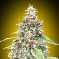 Oo  Cannabis  Seeds  Auto  Lemon  Og