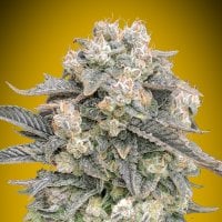 Oo  Cannabis  Seeds  Auto  Mimosa