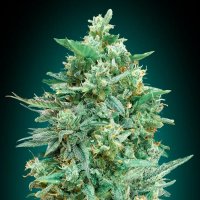 Oo  Cannabis  Seeds  Auto  Northern  Lights  Xxl