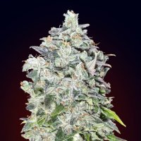 Oo  Cannabis  Seeds  Auto  Oo  Kush