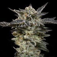 Oo  Cannabis  Seeds  Auto  Oreoz