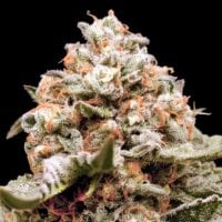 Oo  Cannabis  Seeds  Auto  Rainbow  Mints