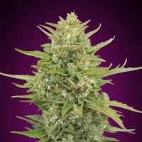 Oo  Cannabis  Seeds  Auto  Super  Skunk