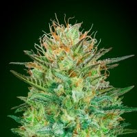 Oo  Cannabis  Seeds  Auto  Sweet  Critical