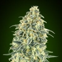 Oo  Cannabis  Seeds  Auto  White  Widow  Xxl
