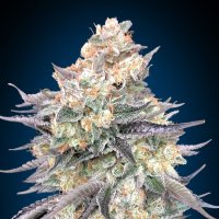 Oo Cannabis Seeds Blue Dream