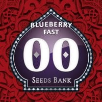 Oo  Cannabis  Seeds  Blueberry  Fast  Version