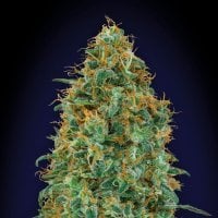 Oo  Cannabis  Seeds  Blueberry