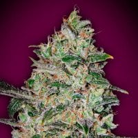 Oo  Cannabis  Seeds  Bubble  Gum  Fast  Version