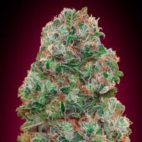 Oo  Cannabis  Seeds  Bubble  Gum