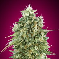 Oo  Cannabis  Seeds  Bubblegum  Cbd