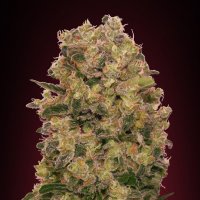 Oo  Cannabis  Seeds  Caramel  Kush