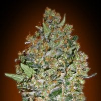 Oo  Cannabis  Seeds  Cheese  Berry