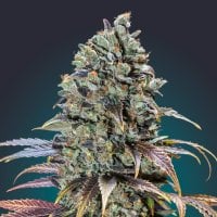 Oo  Cannabis  Seeds  Chocolate  Cream