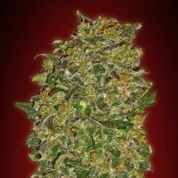 Oo  Cannabis  Seeds  Chocolate  Kush